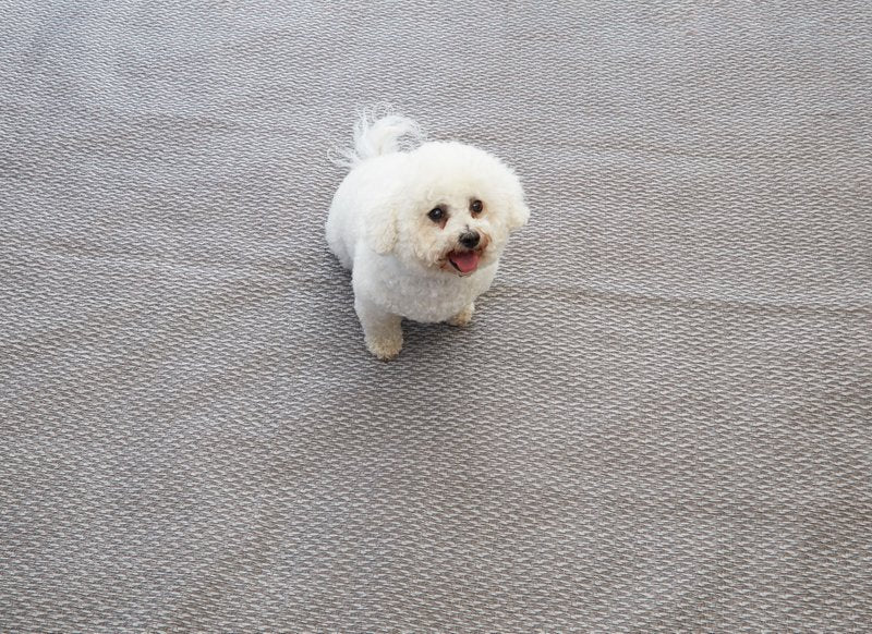 Isabella Edged Carpet